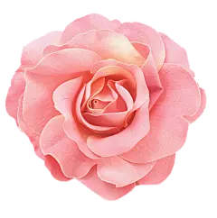 【PNG素材网-png.mixinnet.cn】粉色花