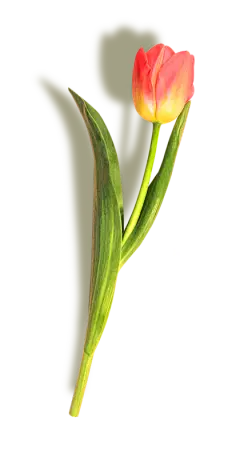 【PNG素材网-png.mixinnet.cn】郁金香鲜花免抠透明_PNG：