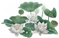 夏日荷花莲花花卉png