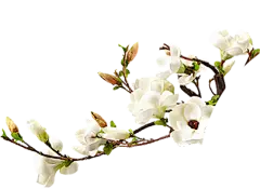 【PNG素材网-png.mixinnet.cn】Plant_写实
