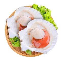 【PNG素材网-png.mixinnet.cn】扇贝png