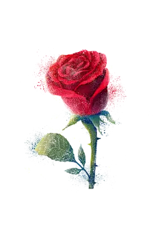 【PNG素材网-png.mixinnet.cn】免扣背景PNG素材#玫瑰花#