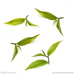 【PNG素材网-png.mixinnet.cn】绿茶