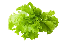 【PNG素材网-png.mixinnet.cn】蔬菜 生菜png