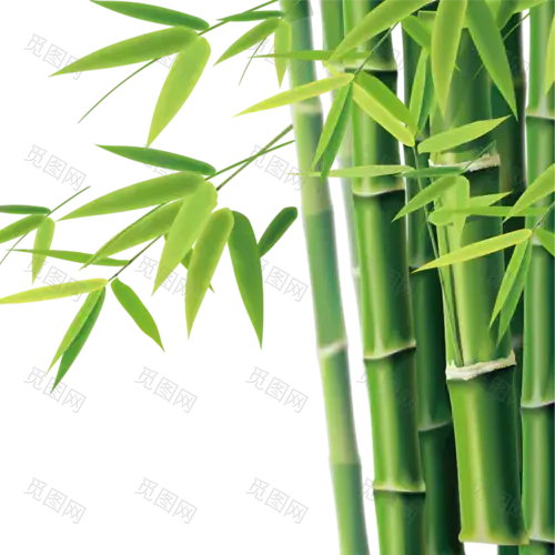 Bamboo PNG植物类