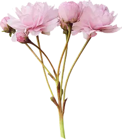 【PNG素材网-png.mixinnet.cn】peonias_par_bluesse (48)