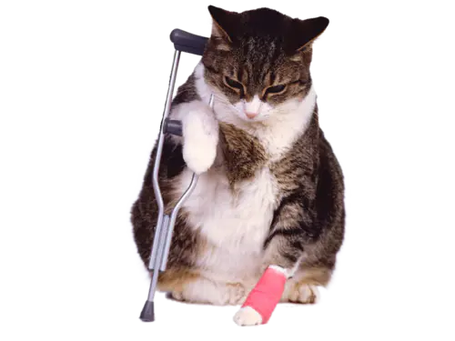 【PNG素材网-png.mixinnet.cn】猫png猫png