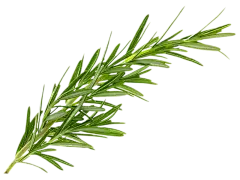 【PNG素材网-png.mixinnet.cn】迷迭香 (1)