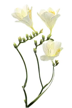 【PNG素材网-png.mixinnet.cn】小苍兰