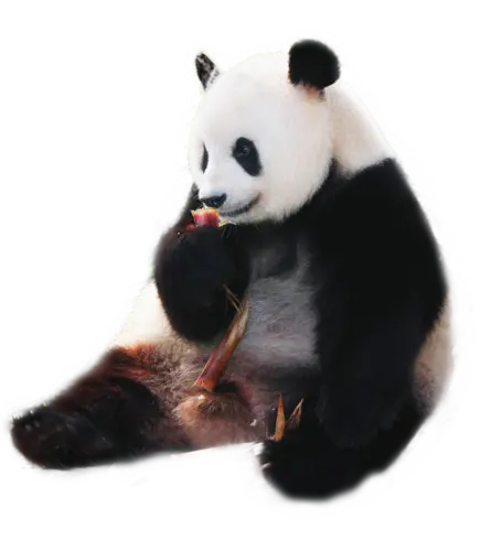 【PNG素材网-png.mixinnet.cn】edf902b5ly1hbtlk07qwyj22dc35sb2e动物熊猫PNG图片
