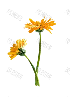 花朵免抠素材（八） - xcbwuyi6565 - wuyi