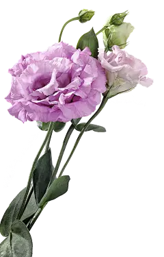 【PNG素材网-png.mixinnet.cn】d444de1a92757b6b050a7b492bf7e815955fc5291387f0-nLq9Ck