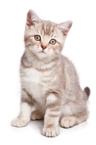 【PNG素材网-png.mixinnet.cn】猫png小动物