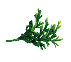 【PNG素材网-png.mixinnet.cn】复活草