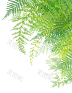 手绘鲜花绿植树叶免抠__PNG：