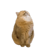 【PNG素材网-png.mixinnet.cn】12GIF动画透明动图