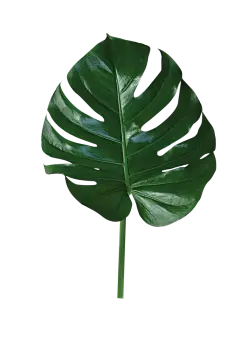 【觅图网-pic.51mitu.com】绿色叶子  热带植物 PNG素材