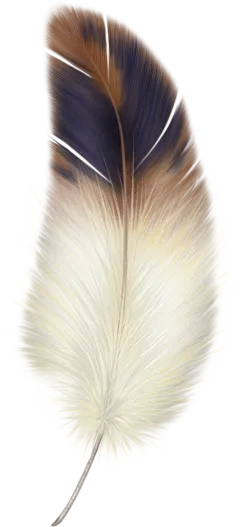 【PNG素材网-png.mixinnet.cn】鸡毛 鸟毛