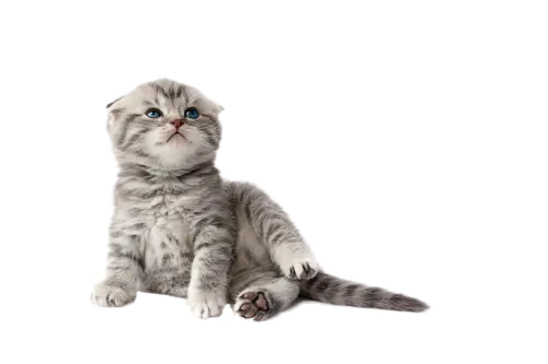 【PNG素材网-png.mixinnet.cn】little-kitten-white_288990-113宠物