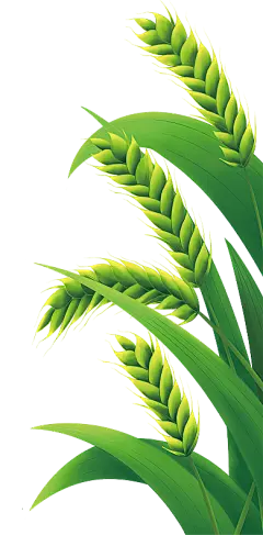 【PNG素材网-png.mixinnet.cn】【5谷杂粮 - 农产品】
