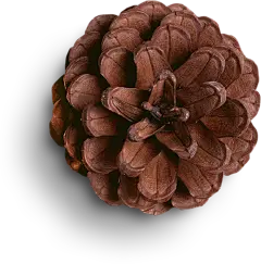 【PNG素材网-png.mixinnet.cn】圣诞节装饰元素 PNG免抠图