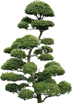 【PNG素材网-png.mixinnet.cn】树PNG