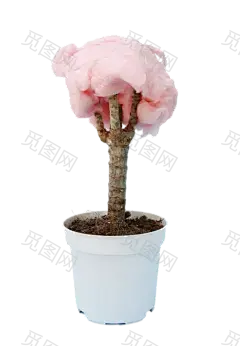 粉色c4d植物盆栽装饰png (6)