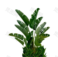 植物叶子png