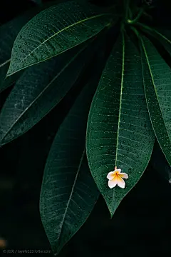 【PNG素材网-png.mixinnet.cn】绿色叶子