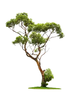 【PNG素材网-png.mixinnet.cn】树PNG