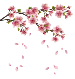 【PNG素材网-png.mixinnet.cn】樱花
