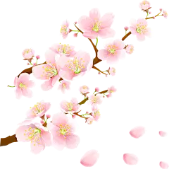 【PNG素材网-png.mixinnet.cn】樱花
