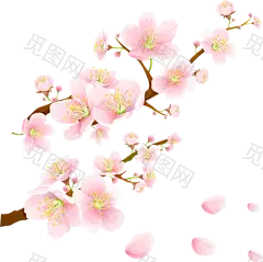 樱花
