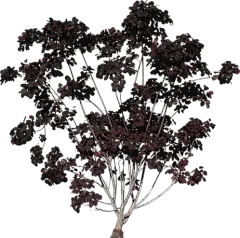 【PNG素材网-png.mixinnet.cn】树顶视图