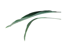 【PNG素材网-png.mixinnet.cn】绿植花卉