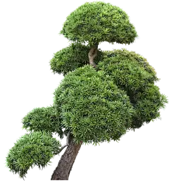 【PNG素材网-png.mixinnet.cn】立面树 植物