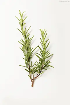 【PNG素材网-png.mixinnet.cn】迷迭香