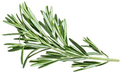 【PNG素材网-png.mixinnet.cn】迷迭香