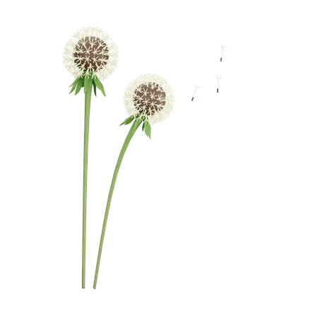 【PNG素材网-png.mixinnet.cn】蒲公英