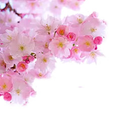 【PNG素材网-png.mixinnet.cn】绿植草木花卉素材集 (145)