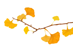 【PNG素材网-png.mixinnet.cn】银杏