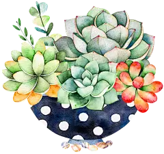 【PNG素材网-png.mixinnet.cn】多肉PNG