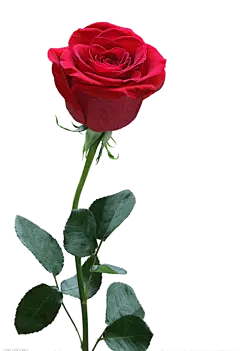 【PNG素材网-png.mixinnet.cn】2458beac24856240e78eb6915c2238cd287c56e03397f-ArOskl