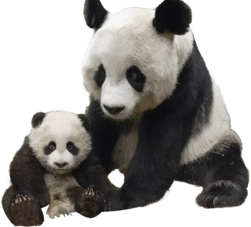 【PNG素材网-png.mixinnet.cn】熊猫 免抠 PNG素材动物熊猫PNG图片