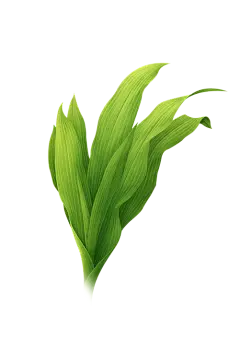 【PNG素材网-png.mixinnet.cn】免扣背景PNG素材#绿色植物#