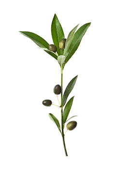 【PNG素材网-png.mixinnet.cn】top-801747