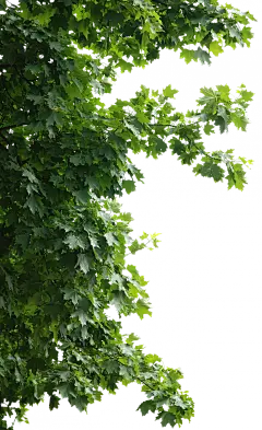 【PNG素材网-png.mixinnet.cn】<br/>专注采集 树叶png