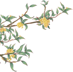 【PNG素材网-png.mixinnet.cn】《剑网3》风华远渡重洋外 月梦清秋尽昭华