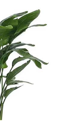 【PNG素材网-png.mixinnet.cn】芭蕉树叶子png (6)