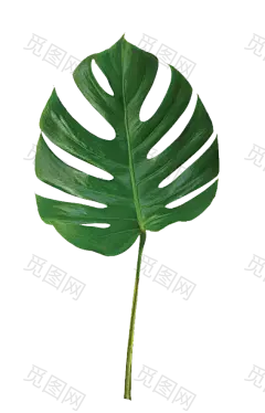 绿色植物 叶子免抠素材 png 叶子